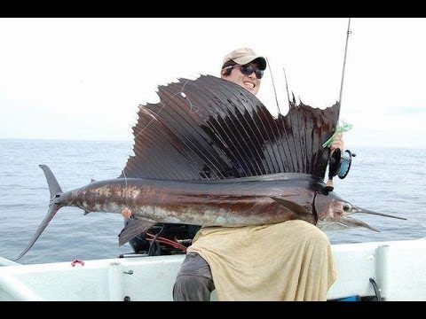 Sailfish on fly fishing