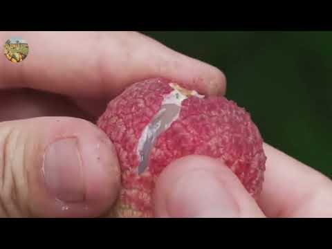 How to Harvest Thousands of Tons of Lychee: Advanced Processing Technology | Farming Documentary