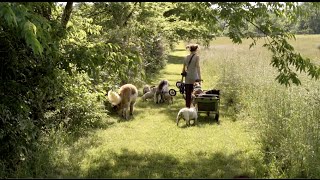 Jen Foster - &quot;Not So Different&quot; feat. Snooty Giggles Dog Rescue (2016)