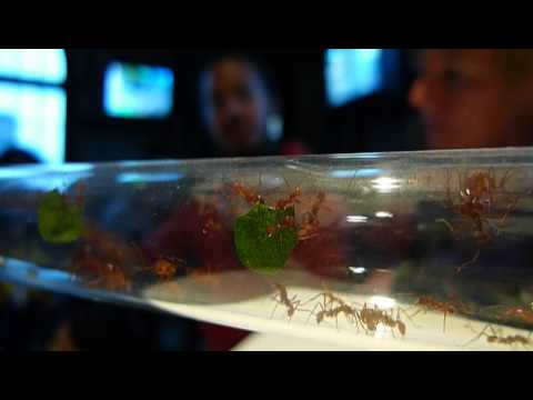 Kuai Shen at Manifesta 9