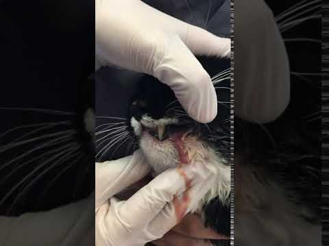 Severe Tooth Abscess in a Feline