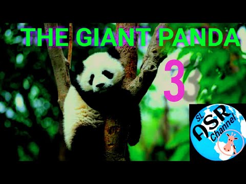 LIFE OF RARE PANDA