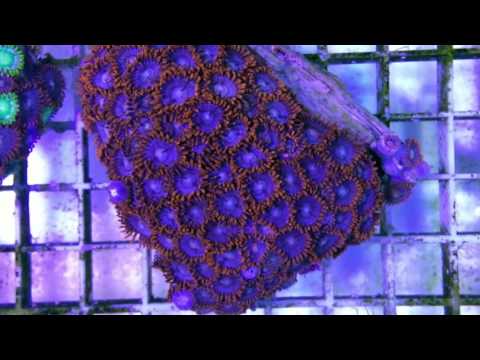 Zoantus Blue Red, German Coralfarm