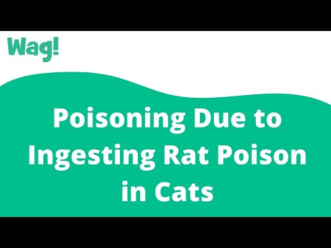 Poisoning Due to Ingesting Rat Poison in Cats | Wag!