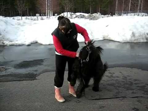 Heeling & fetching 8.4.2010 - Neve