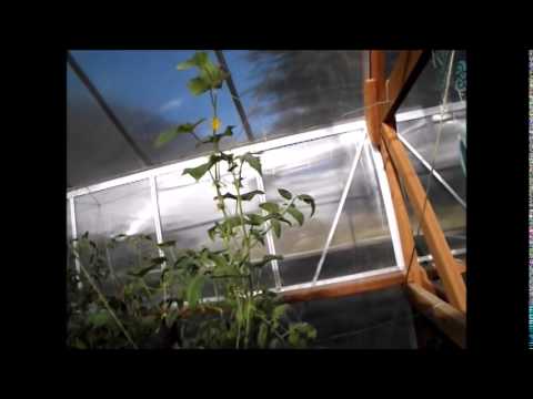 Hydroponic Augst 18th Update