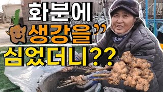 생강, 화분에 키우기 수확 결과는? - Growing ginger