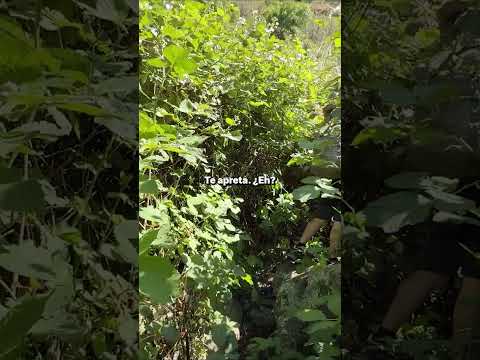 Zarzamora, no tiene espinas...tiene anzuelos. La conocías?