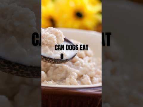 Can Dogs Eat Oatmeal 🥣 #shorts #short