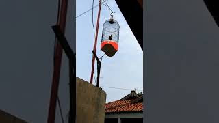 Download lagu Burung Branjangan NTB gacor lagu original mp3 Download lagu Burung Branjangan NTB gacor lagu original mp3