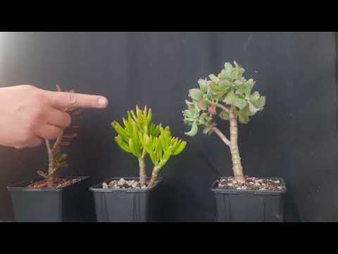 Budget bonsai series  Making a Jade bonsai for free