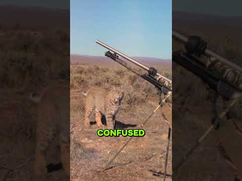 When a Hunter Runs Into a Bobcat #help #anmals #wildlife #shorts