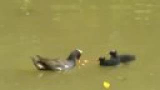 preview picture of video 'Cute baby Moorhens'