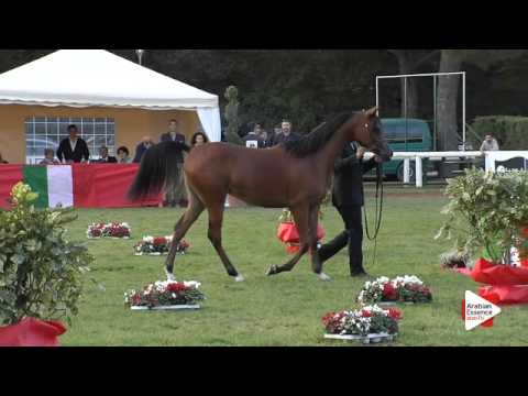 N.67 ALIHANDRA NUR - Arezzo 2015 - Yearling Fillies (Class 7B)