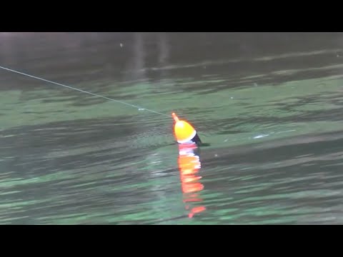 4k Salmon BOBBER DOWNS! - Insane Float Fishing for Fall Salmon