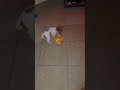TumiTV VTECH Move Crawl Ball Also Useful For Pups