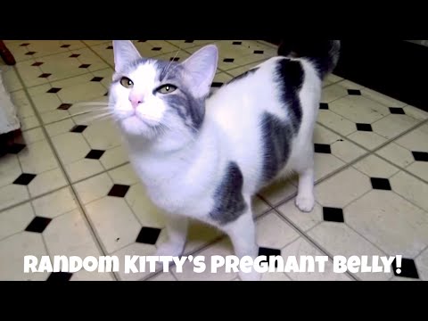 Talking Cat Sylvester And Friends Episode 47: Random Kitty’s Pregnant Belly!