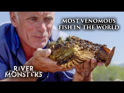 The World's MOST VENOMOUS Animals On River Monsters
