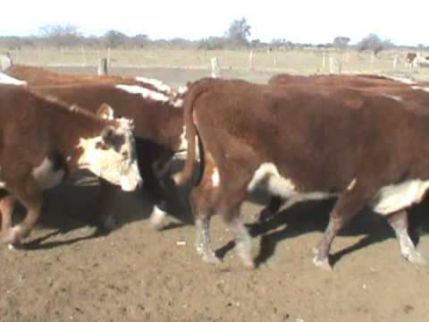 LOTE HEREFORD CURUZU CUATIA
