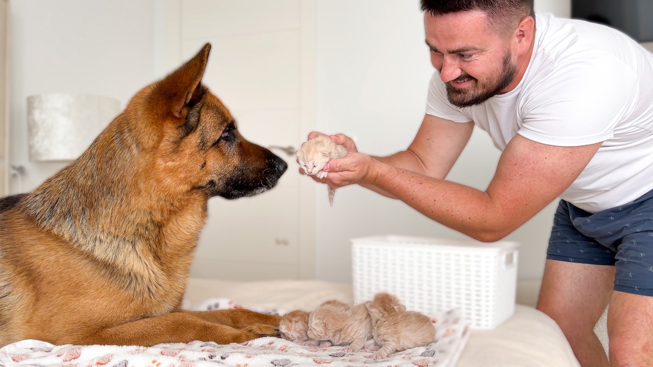 German Shepherd Meets Tiny Newborn Kittens