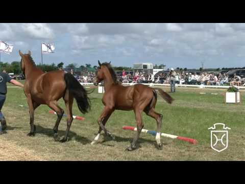 NF128 Hengstfohlen von Million Dollar - Baracuda - Clarimo