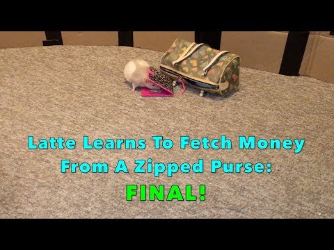 Latte Learns To Fetch Money From A Zipped Purse: FINAL!