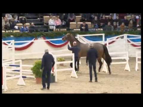 Holsteiner Verbandshengste 2019 - Corfu de la Vie