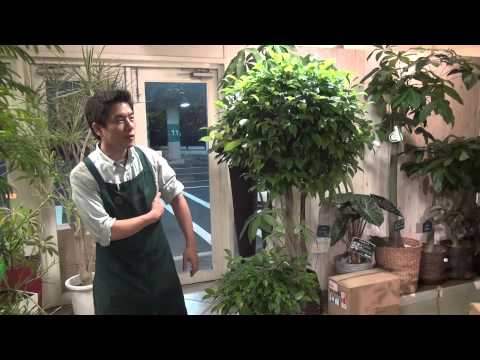 ベンジャミン・デレサートについて詳しく解説