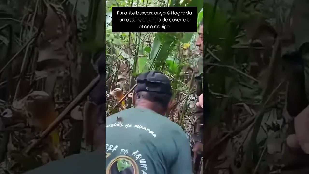 Durante as buscas pelo corpo de “Jorginho”, um caso impressionante chocou a todos  a onça responsáve