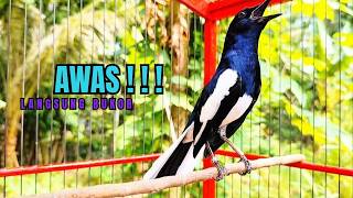 Download lagu PANCINGAN KACER TERBAIK bikin Semua Jenis Kacer LANGSUNG KONSLET, Terapi Kacer Agar GACOR NGEPLONG mp3