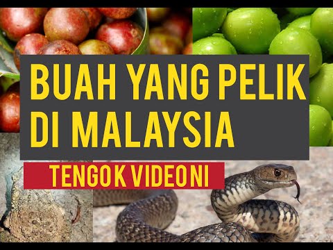 BUAH YANG PELIK DAN RARE DI MALAYSIA