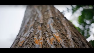Mistral Plant-A-Tree Program (Tampines) — watch on YouTube