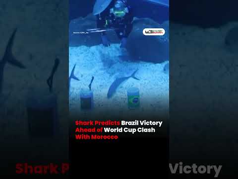 Shark Predicts Brazil Victory Over Morocco Ahead of FIFA World Cup 2026 Match