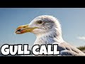 Herring Gull Call