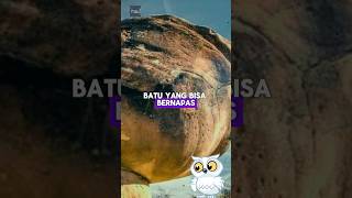 Download lagu Batu yang Bisa 'Bernapas' dan Tumbuh! #shorts #batu #trovant mp3 Download lagu Batu yang Bisa 'Bernapas' dan Tumbuh! #shorts #batu #trovant mp3