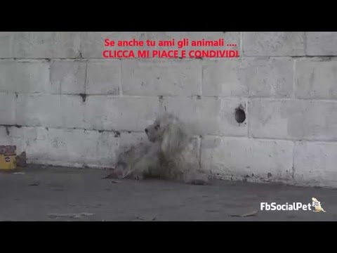 cagnolino randagio salvato e curato   FbSocialPet