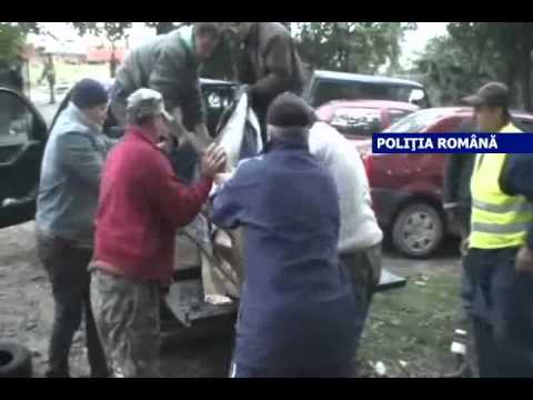 morun urias salvat de politistii ialomiteni
