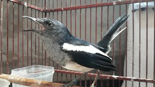 Download lagu Panggilan kacer betina mencari kacer jantan,kacer betina gacor birahi. mp3