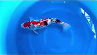 video van Ginrin Showa 2503008