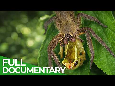 One Drop to Kill: Nature's Deadliest Poisons