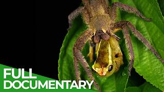 One Drop to Kill: Nature's Deadliest Poisons | Free Documentary Nature