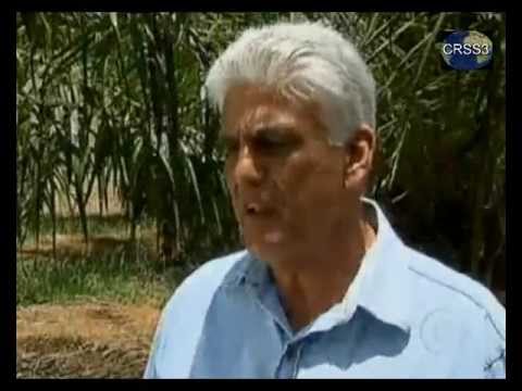 Dendê no Cerrado produz mais rapidamente e com maior rendimento que em outras regiões, diz Embrapa