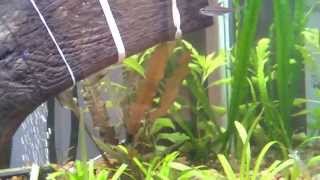 Trimmed the plants and a water change