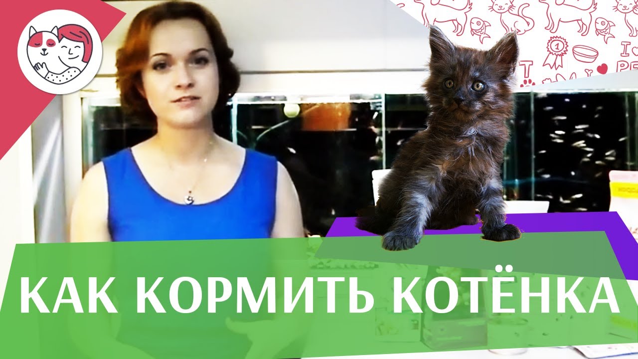 Правильное кормление котят