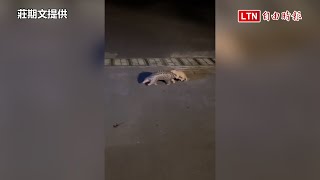 Re: [問卦] 有沒有穿山甲假新聞的八卦?