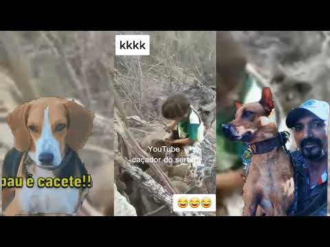 Quando o caçador é mestre no tatú🐕🐶💥