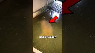 Why This Hippo Terrified Its Zookeeper #Shorts #YTShorts #WildlifeSecrets