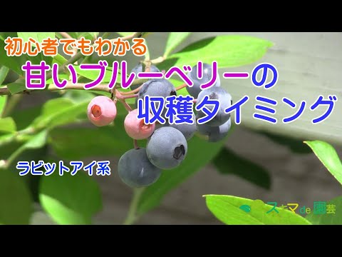 園芸 果樹の摘み取り