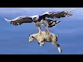 Eagleattackscompilation Best Eagle Attacks Compilation