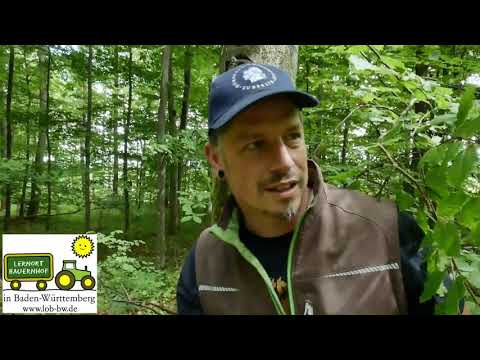 Vögel und Bäume im Wald auf der Schwäbischen Alb